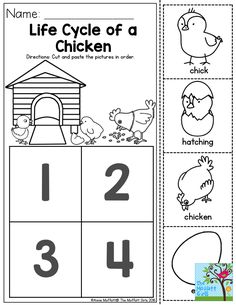 the life cycle of a chicken worksheet for children to learn numbers and counting