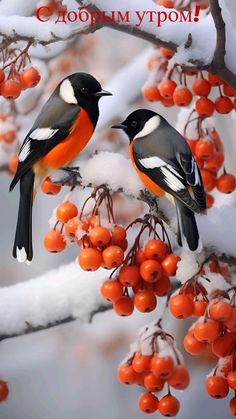 two birds sitting on a branch with berries in the foreground and snow covered branches behind them