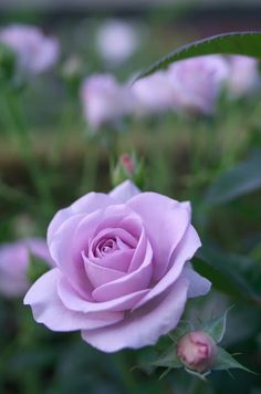 a pink rose is blooming in the garden