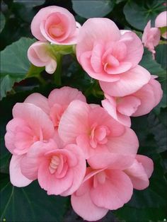 pink flowers are blooming in the garden