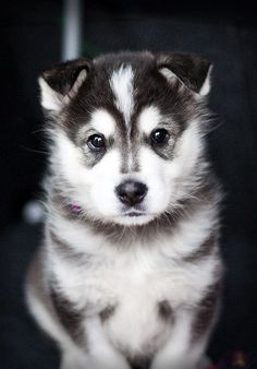 a puppy is sitting down and looking at the camera with an intense look on his face