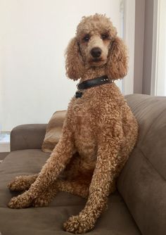 a brown poodle sitting on top of a couch