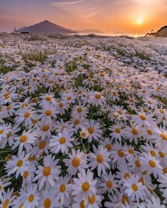 the sun is setting over a field of daisies