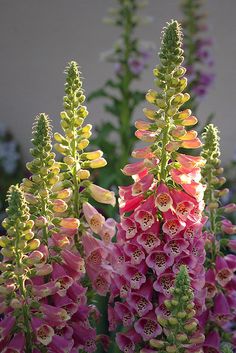 pink and yellow flowers with green leaves in the background