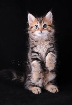 a small kitten standing on its hind legs