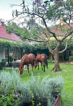 two horses are grazing in the grass near a tree and house with pink roofing