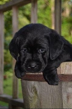 a black puppy laying on top of a wooden fence