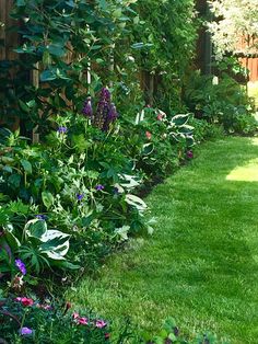 a garden with lots of green grass and purple flowers