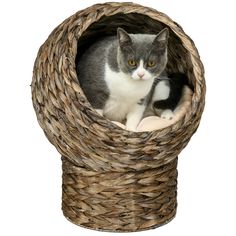 a gray and white cat sitting in a woven basket