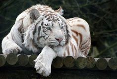 a white tiger laying on top of a wooden fence