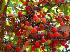 red berries are growing on the branches of a tree