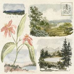 four different types of flowers and trees in watercolor on paper with ink drawing technique