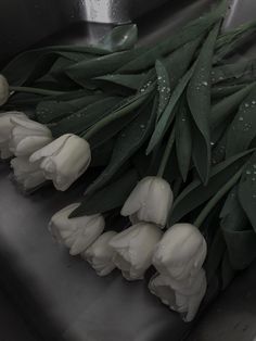 white tulips with water droplets on them sit in a metal sink, ready to be washed