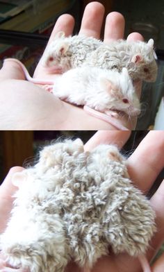 two pictures of a hand holding a small animal