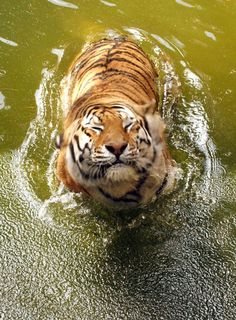 a tiger in the water looking at something