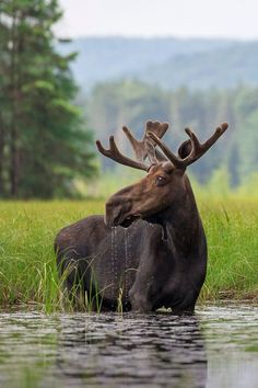 a moose is standing in the water with his antlers on it's back