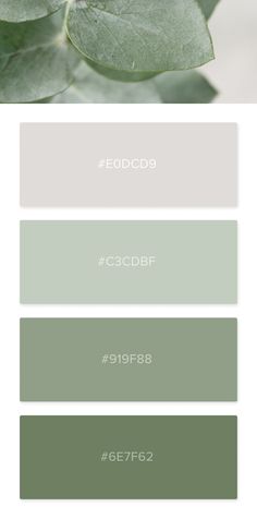 the color scheme for sage green