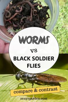 worms vs black soldier flies compare and contrast