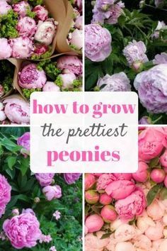 pink and white flowers with the words how to grow the prettiest peonies