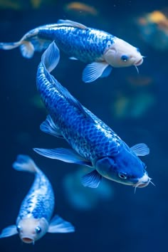 three blue and white fish swimming in an aquarium with lots of goldfish around them