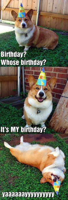 a dog laying on the ground wearing a birthday hat and saying it's my birthday