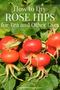 some red berries are growing on the bush with text overlay that says how to dry rose hips for tea and other uses