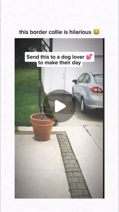 a dog is sitting on the porch next to a potted plant and an empty car