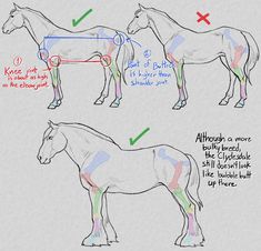 how to draw a horse step by step drawing instructions for beginners and advanced riders