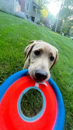 a dog holding a frisbee in its mouth