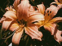 an orange flower with water droplets on it and the words written in spanish above it