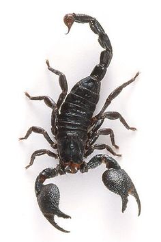 a black scorpion on a white background with no image to describe, it's dangerous