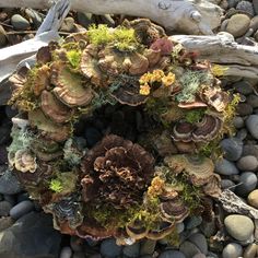 an arrangement of plants and rocks on the ground with driftwood in the foreground