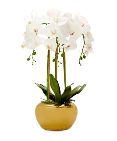 two white orchids in a gold vase on a white background