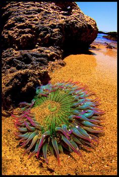 a green and purple plant sitting on top of a sandy beach