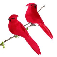 two red birds sitting on top of a tree branch