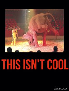 this isn't cool poster with two circus elephants in front of an audience at a circus