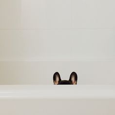 a black and white photo of a dog in a bathtub with its head sticking out