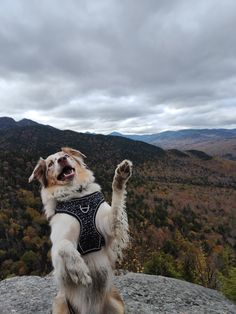 a dog standing on its hind legs with his paws up in the air and it's mouth wide open