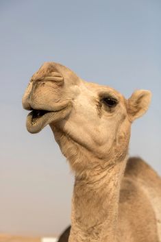 Edge of the World – Birds of the Air Camel Photography, Camel Blazer Outfit, Camels Art, How To Pop Ears, Animal Aesthetic, Edge Of The World, World Birds, Amazing Facts, Summer Fabrics