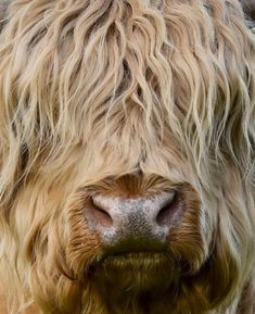 a close up view of a shaggy cow's face