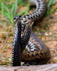 two black and brown snakes on the ground with their tails curled up in front of each other