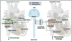 Possible Role of Fibrinaloid Microclots in Postural Orthostatic Tachycardia Syndrome (POTS): Focus on Long COVID - PMC Sinoatrial Node, Autonomic Nervous System Dysfunction, Circle Outline, Autonomic Nervous System, Google Scholar, Vagus Nerve, Lung Disease, Spinal Cord, Nerve