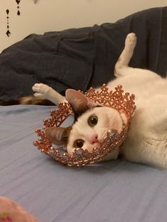 a white cat laying on top of a bed wearing a tiara and looking at the camera