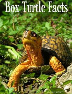 a turtle sitting on top of a rock in the grass