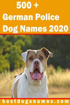 the german police dog names are in red, white and yellow with an orange border