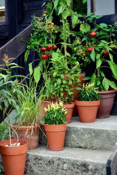 many potted plants are on the steps