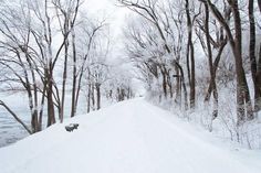 there is a dog that is walking down the road in the snow and it looks like he's coming out of the woods