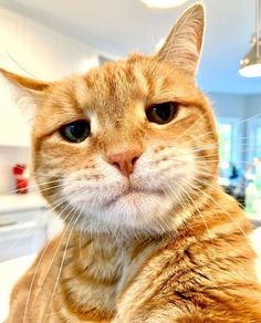 an orange cat sitting on top of a counter next to a light fixture and sink