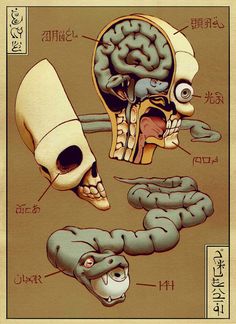 an image of the human skull and its parts labeled in chinese characters with captions