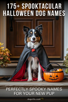 a dog dressed up in a halloween costume sitting on the steps with a trick bag